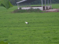 SANY0186-1.jpg