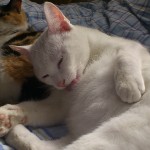 ぐうたら猫